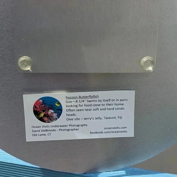 Raccoon Butterflyfish Metal Circular Picture - Picture 4 of 5